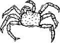 crabe