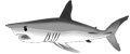 requin